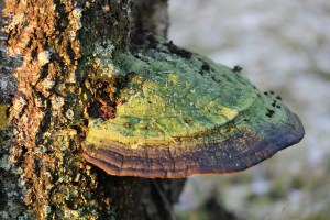 Mushroom with lichen