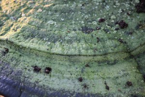 Mushroom with lichen