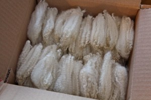 Scoured locks waiting to be combed