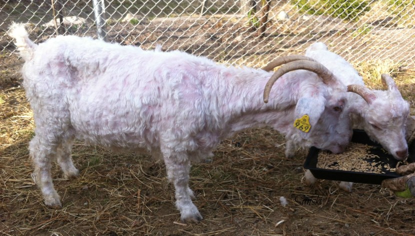 Birgitta lyhyt villa